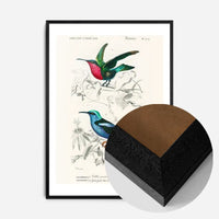 Hummingbird Vintage Bird Print