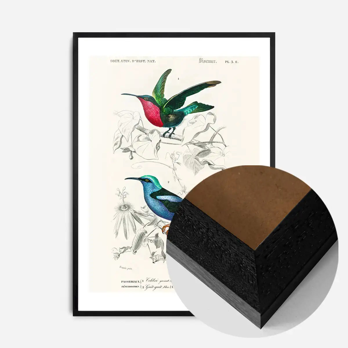 Hummingbird Vintage Bird Print