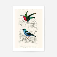 Hummingbird Vintage Bird Print