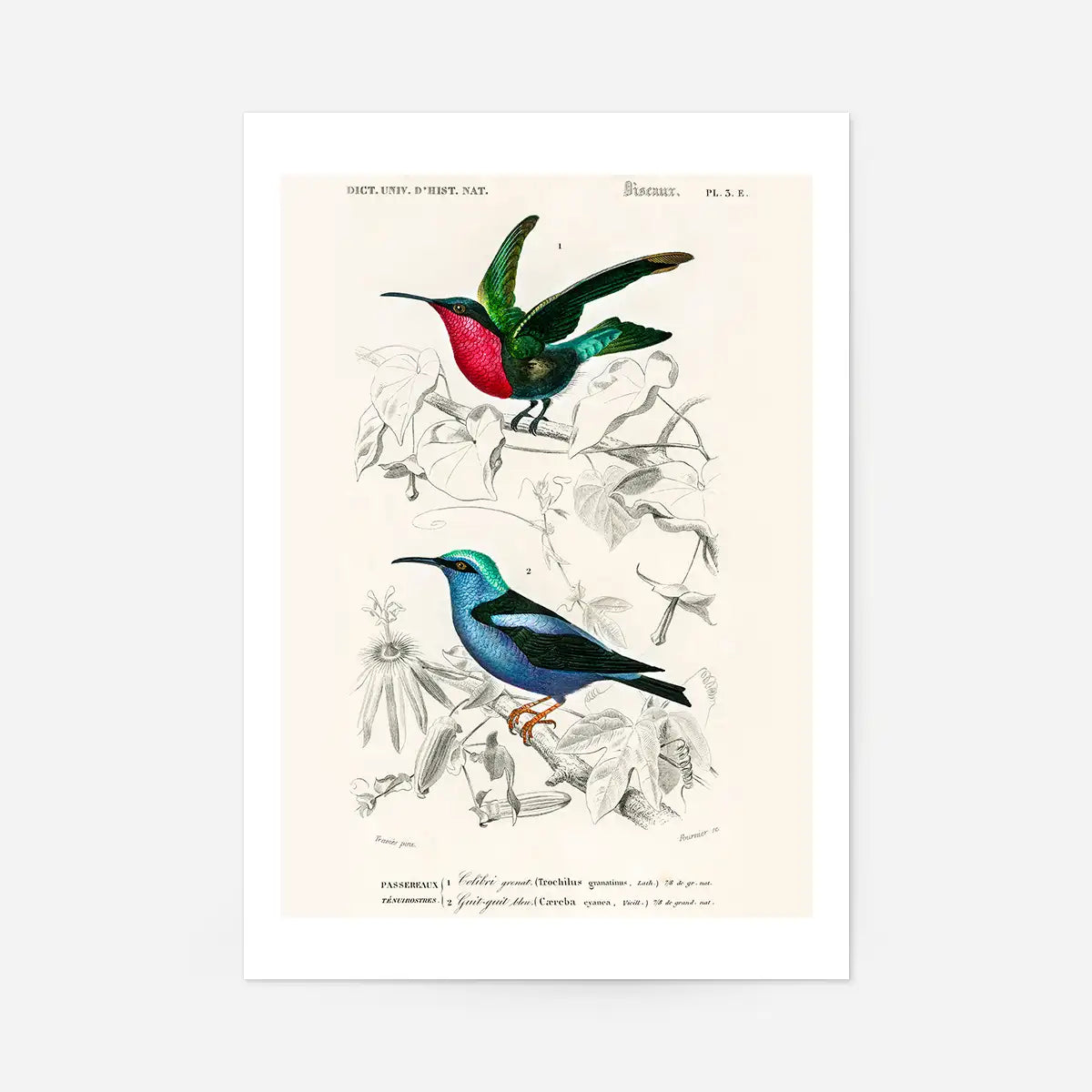Hummingbird Vintage Bird Print