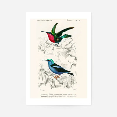Hummingbird Vintage Bird Print