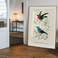 Hummingbird Vintage Bird Print