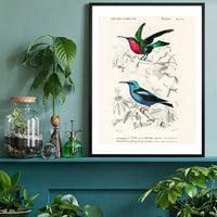 Hummingbird Vintage Bird Print
