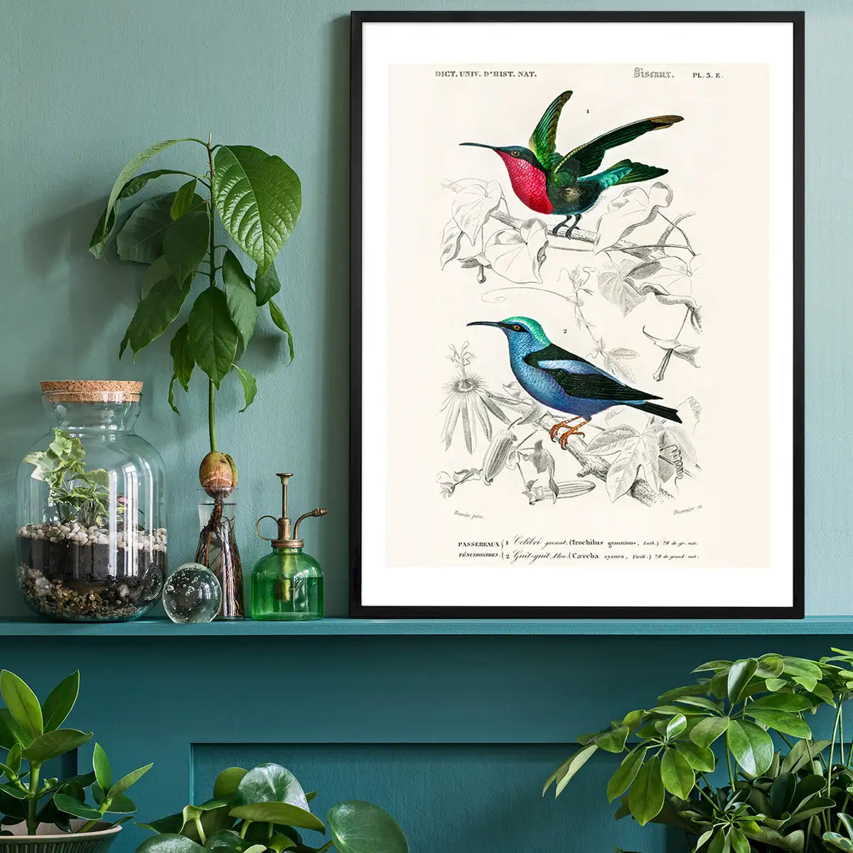 Hummingbird Vintage Bird Print