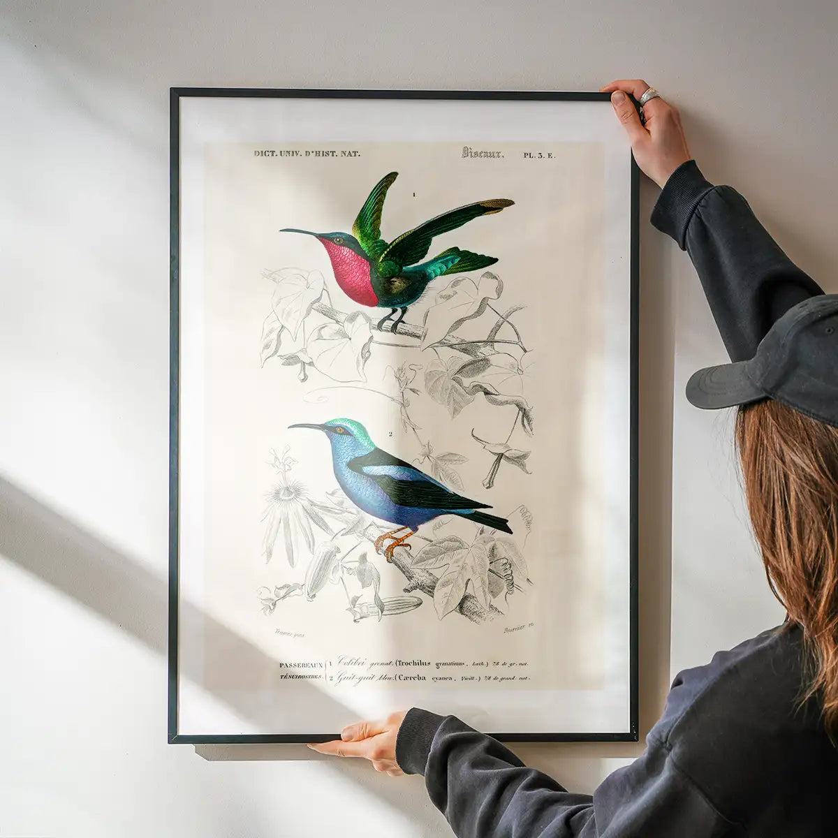 Hummingbird Vintage Bird Print