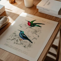 Hummingbird Vintage Bird Print