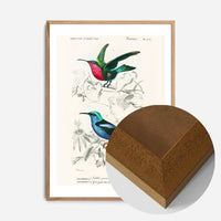 Hummingbird Vintage Bird Print