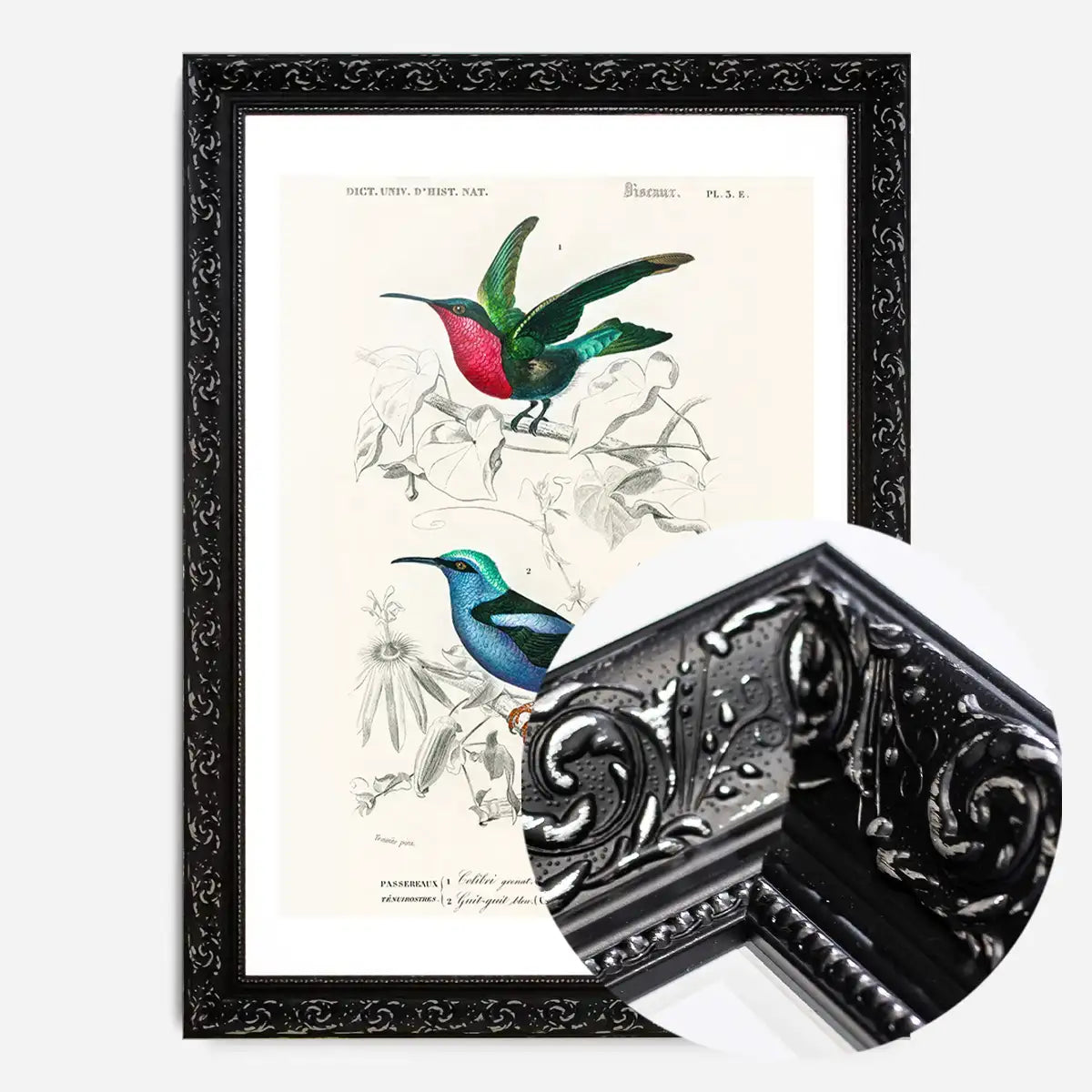 Hummingbird Vintage Bird Print
