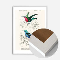 Hummingbird Vintage Bird Print