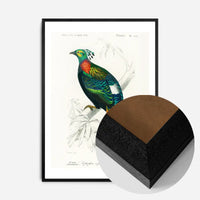 Pheasant Vintage Bird Print