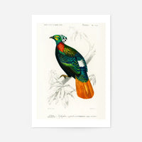 Pheasant Vintage Bird Print