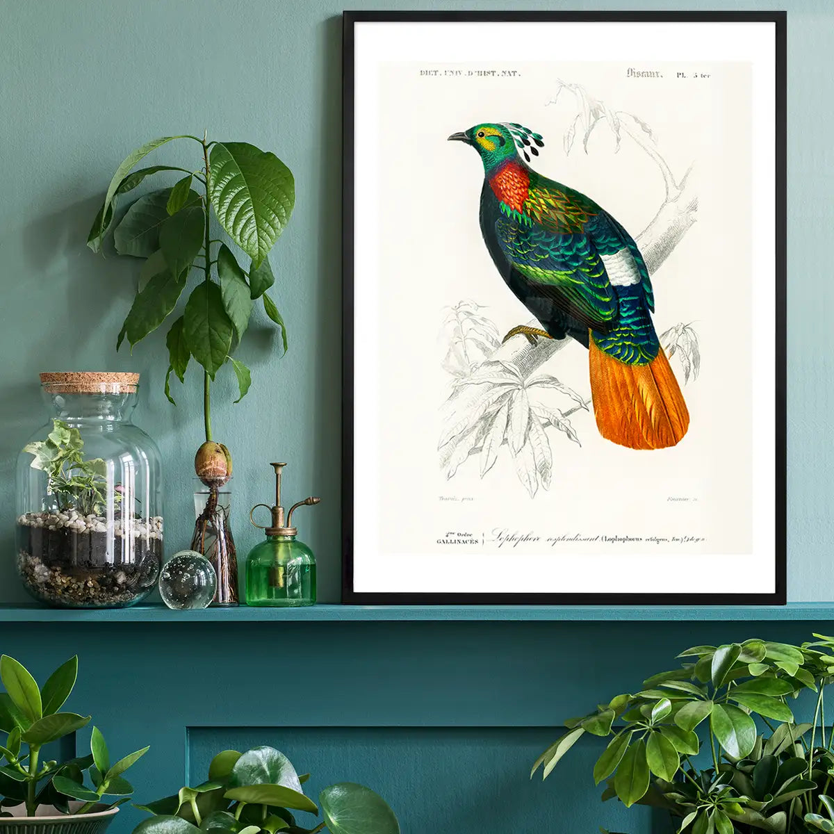 Pheasant Vintage Bird Print