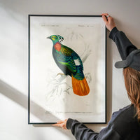 Pheasant Vintage Bird Print