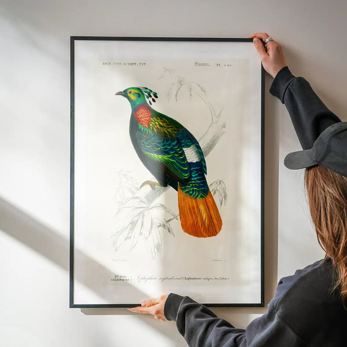 Pheasant Vintage Bird Print