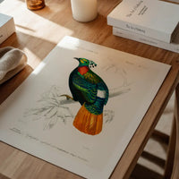 Pheasant Vintage Bird Print