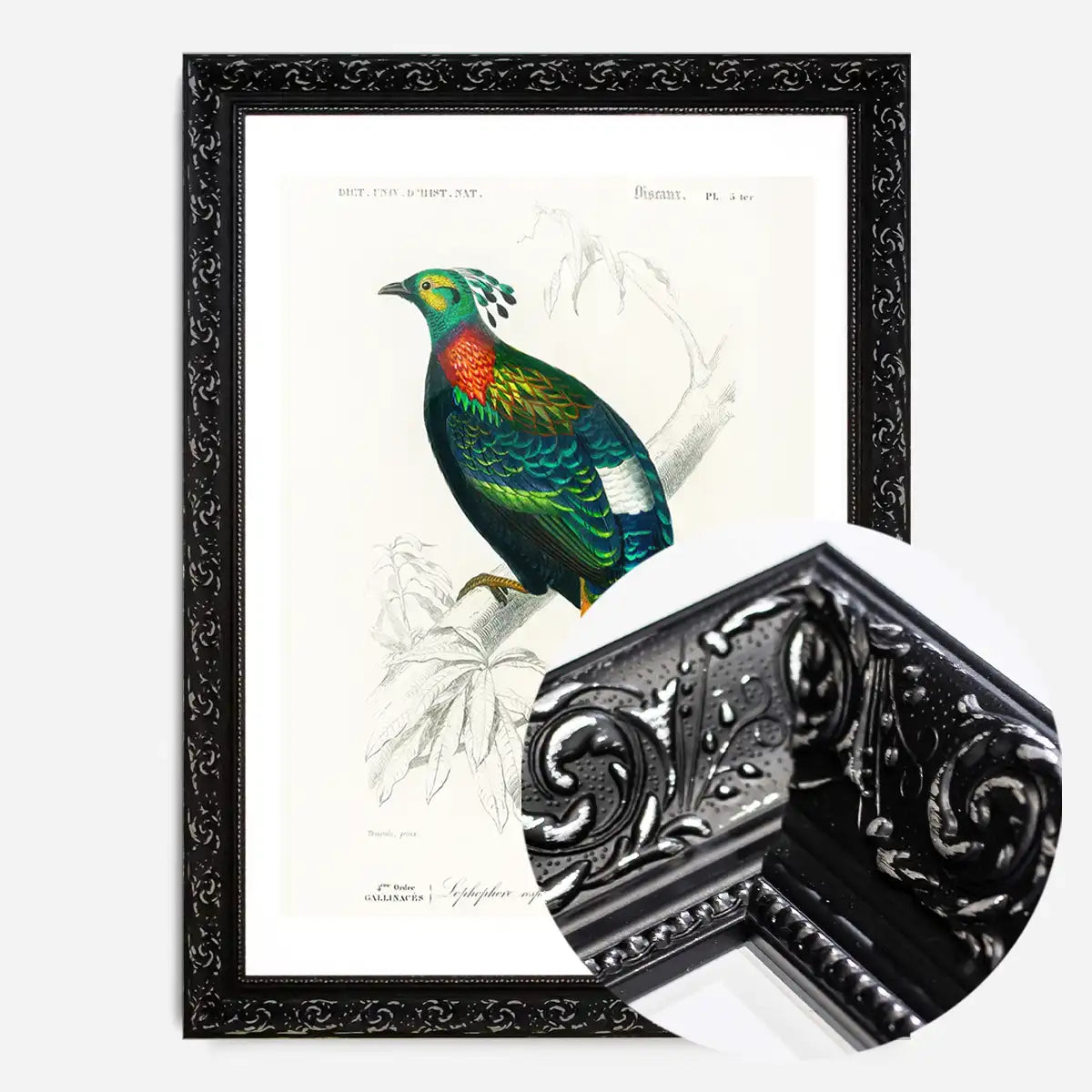 Pheasant Vintage Bird Print