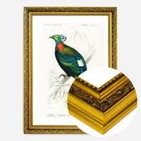 Pheasant Vintage Bird Print
