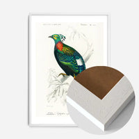 Pheasant Vintage Bird Print