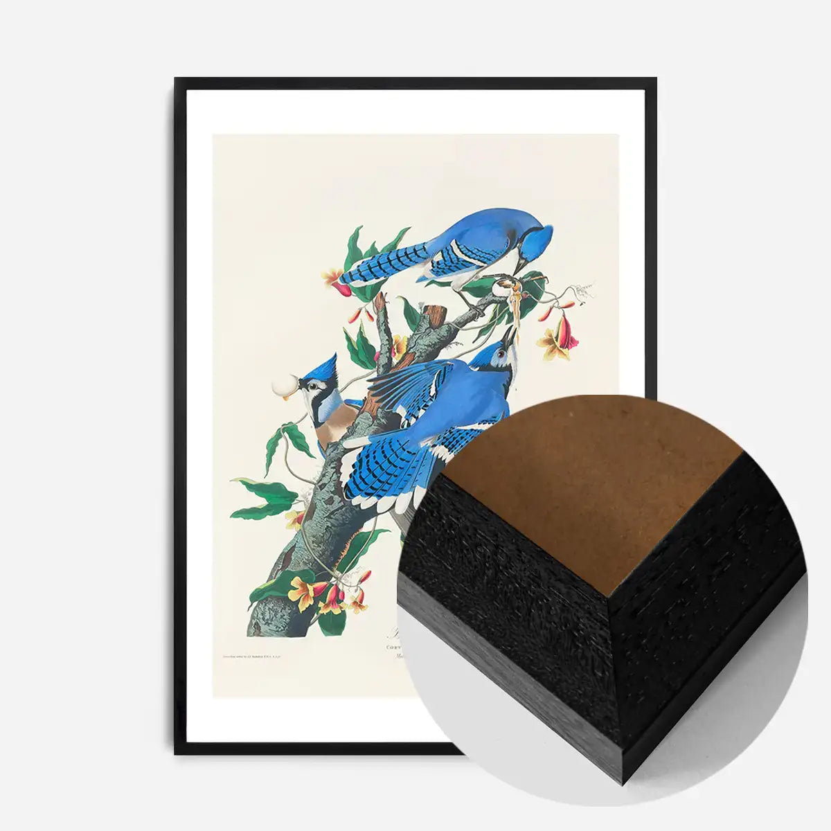 Blue Jay Vintage Bird Print