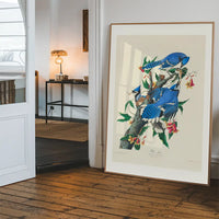 Blue Jay Vintage Bird Print