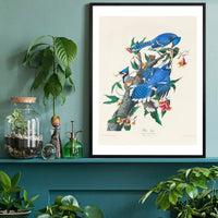 Blue Jay Vintage Bird Print