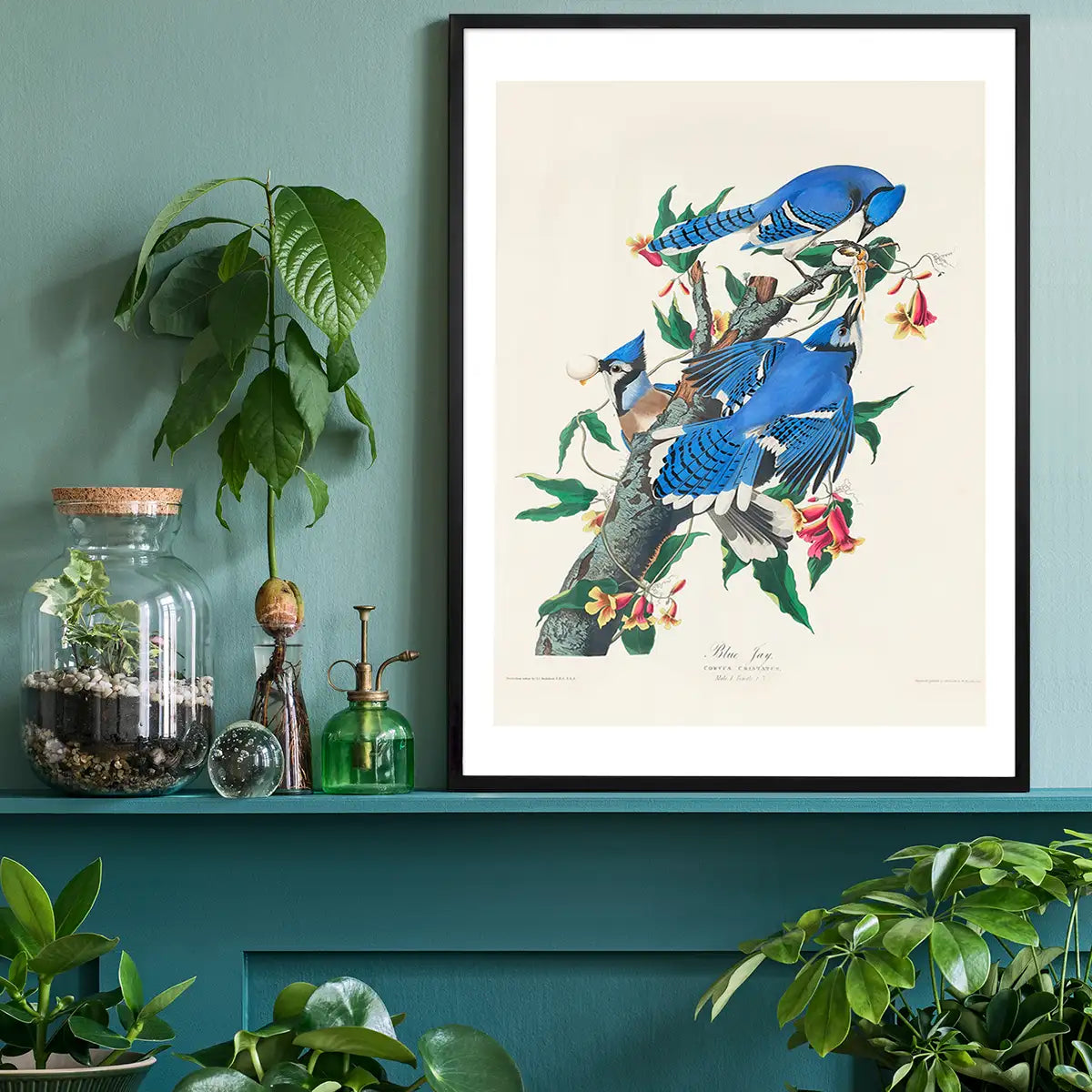 Blue Jay Vintage Bird Print