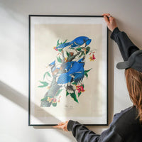 Blue Jay Vintage Bird Print