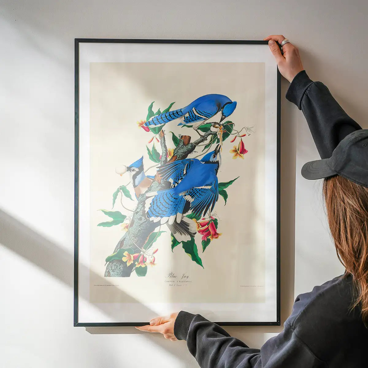 Blue Jay Vintage Bird Print
