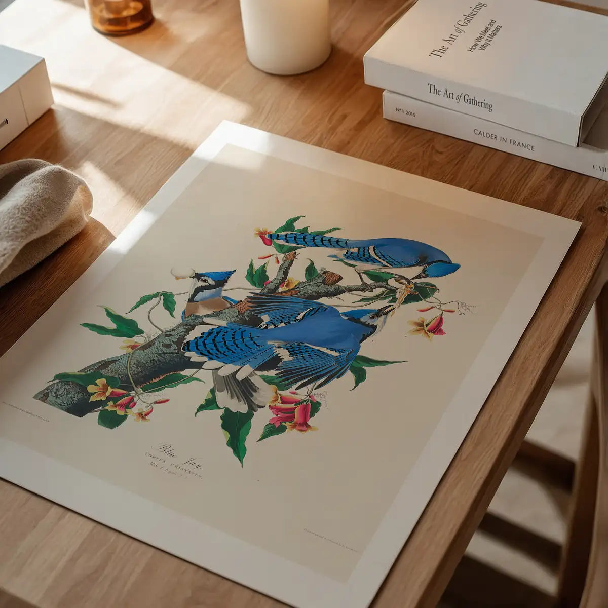 Blue Jay Vintage Bird Print