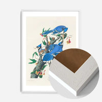 Blue Jay Vintage Bird Print