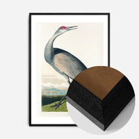 Whooping Crane Vintage Bird Print