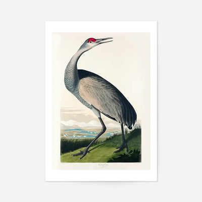 Whooping Crane Vintage Bird Print