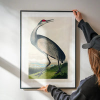 Whooping Crane Vintage Bird Print