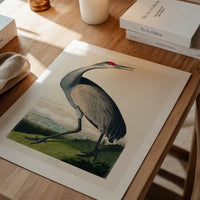 Whooping Crane Vintage Bird Print