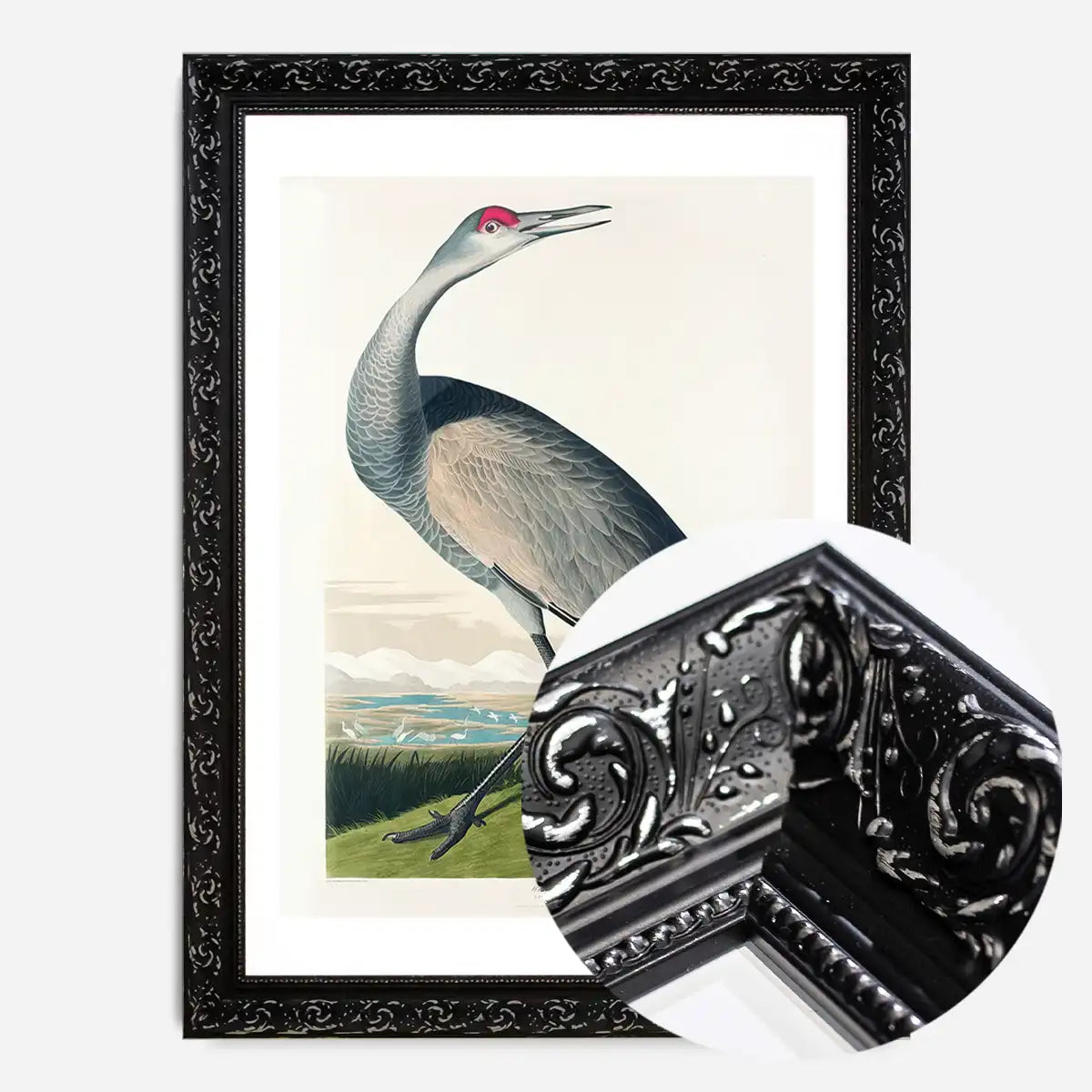 Whooping Crane Vintage Bird Print