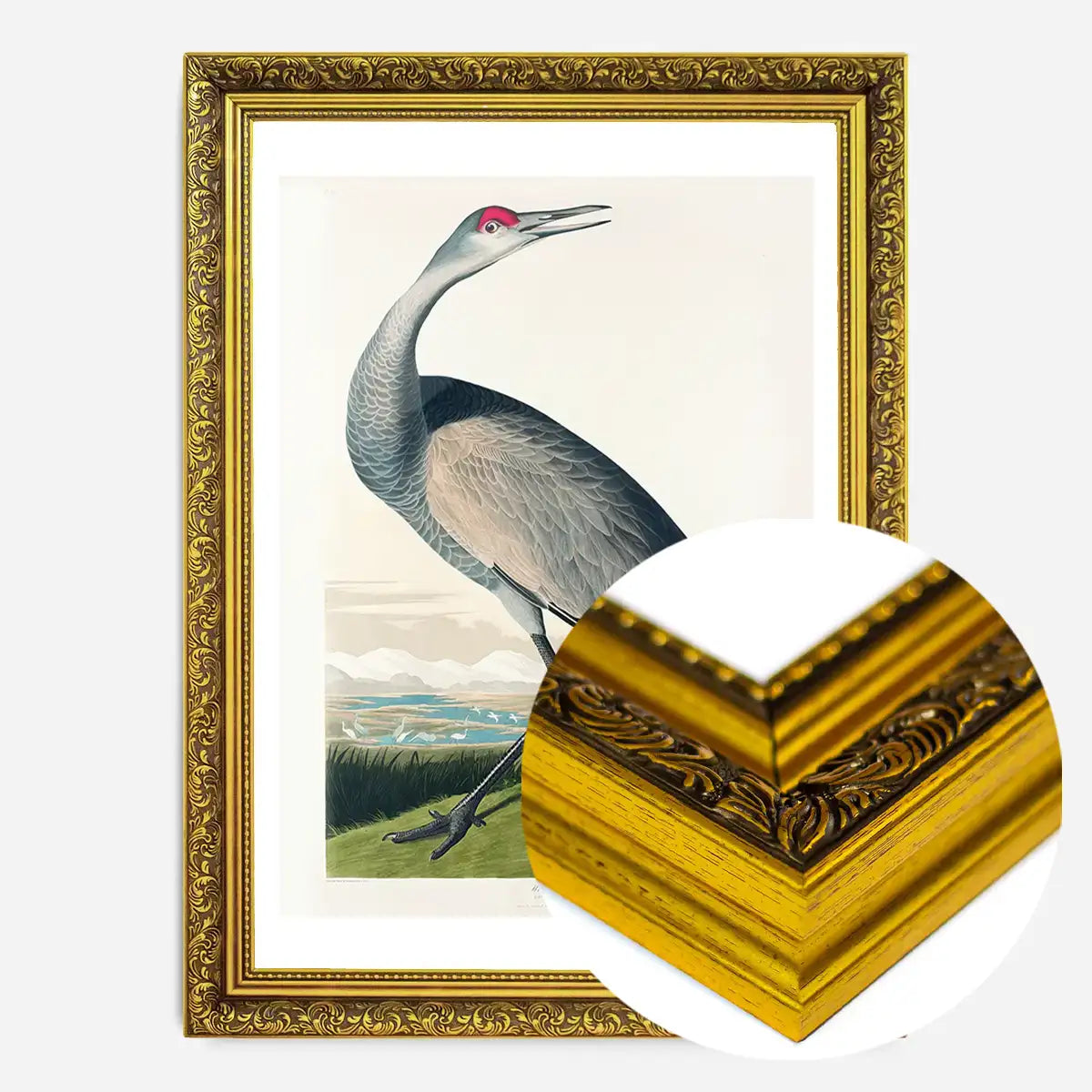 Whooping Crane Vintage Bird Print