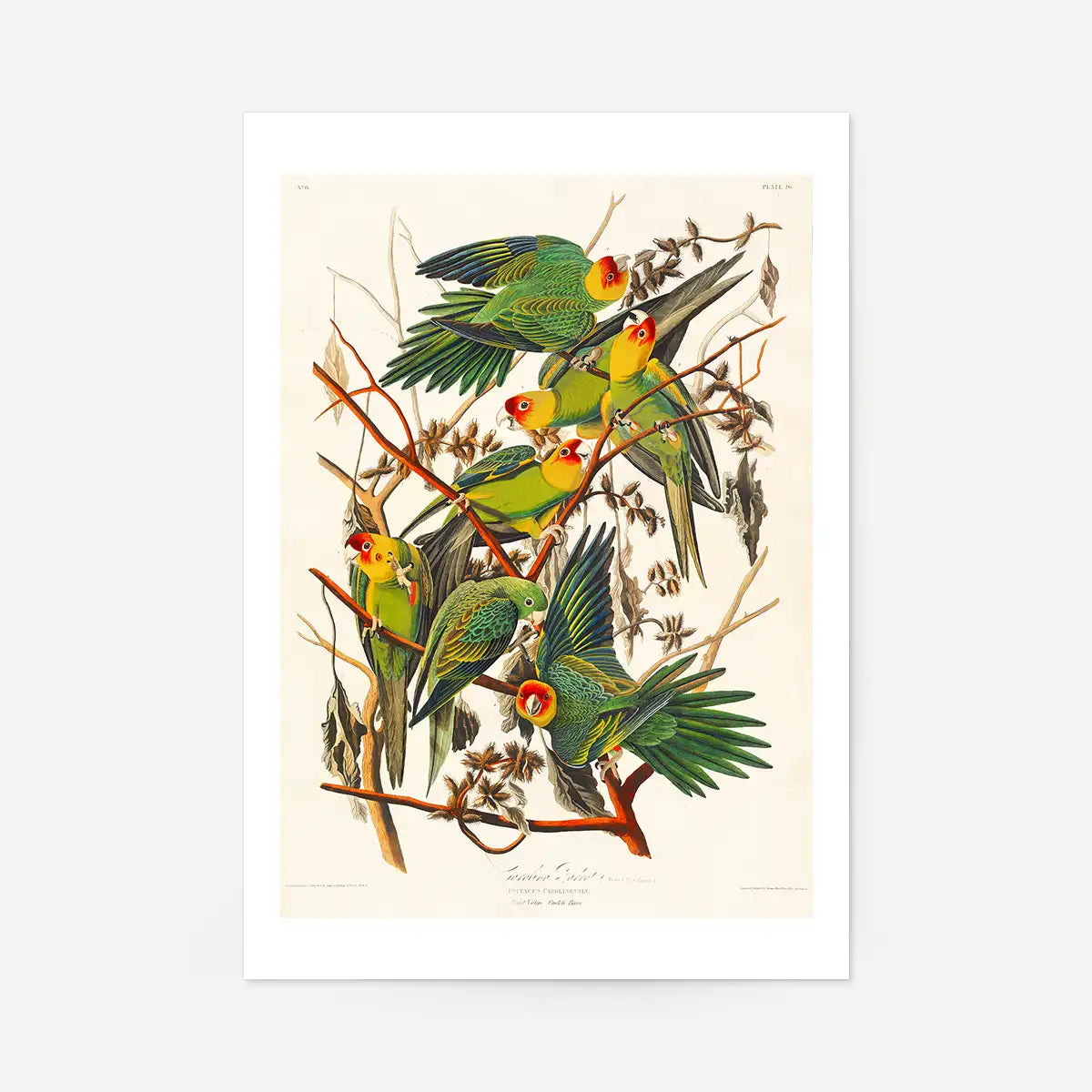 Carolina Parrot Vintage Bird Print