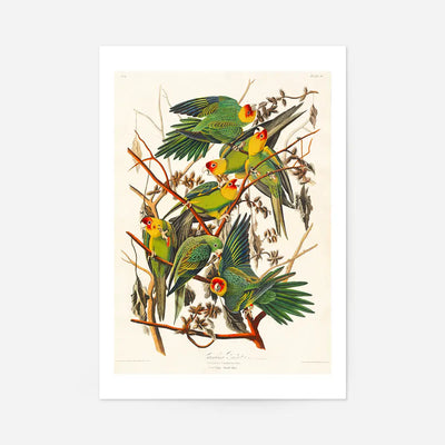 Carolina Parrot Vintage Bird Print