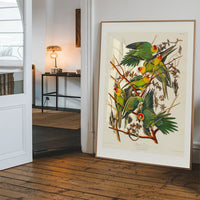 Carolina Parrot Vintage Bird Print