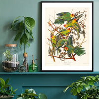 Carolina Parrot Vintage Bird Print