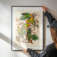 Carolina Parrot Vintage Bird Print