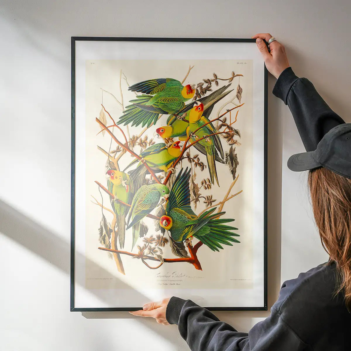 Carolina Parrot Vintage Bird Print