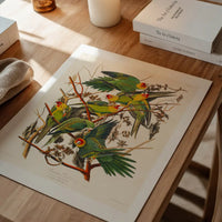 Carolina Parrot Vintage Bird Print