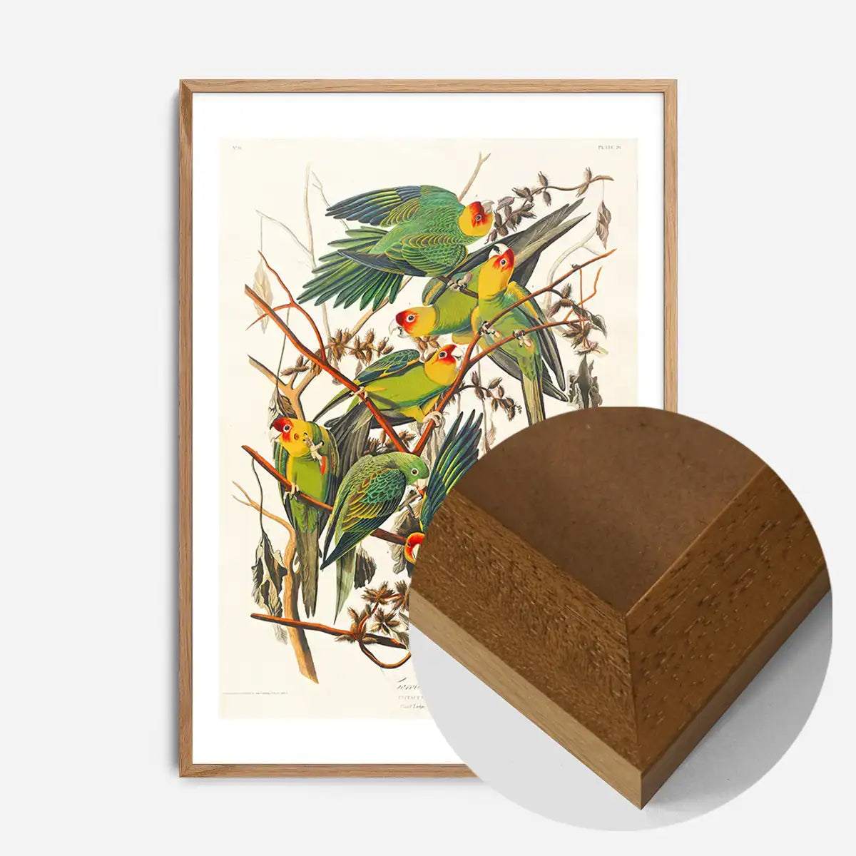 Carolina Parrot Vintage Bird Print
