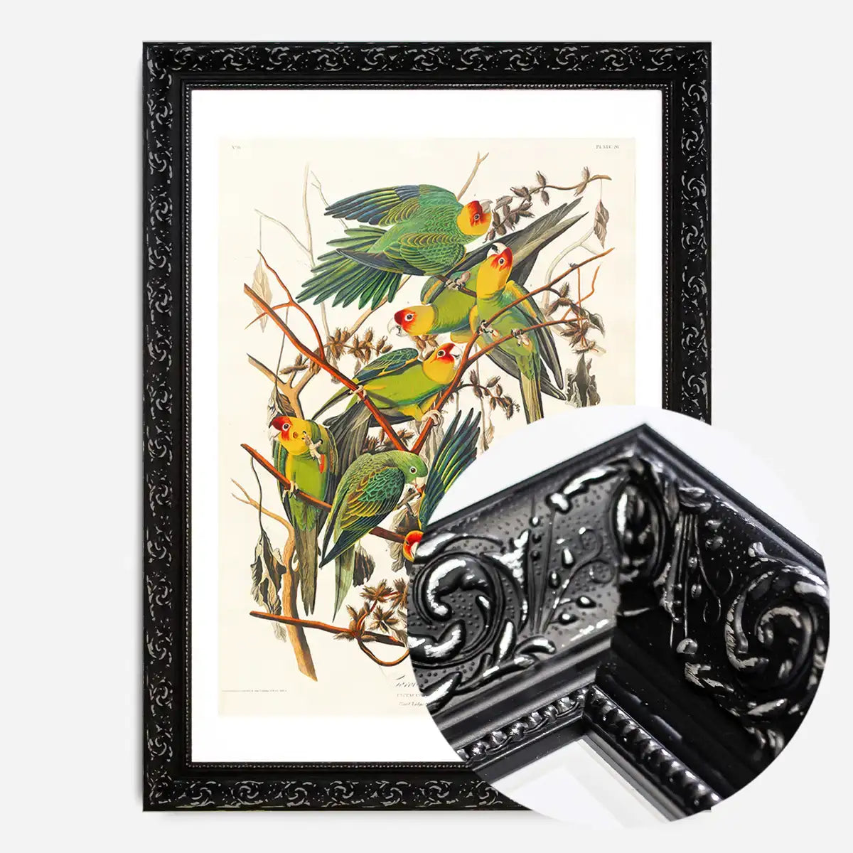 Carolina Parrot Vintage Bird Print