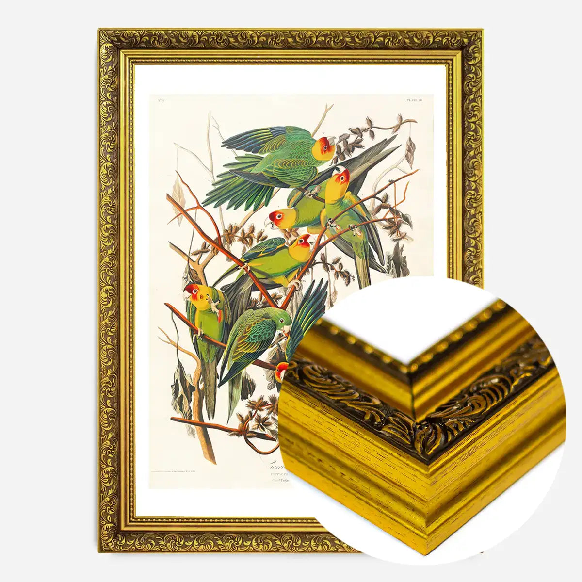 Carolina Parrot Vintage Bird Print