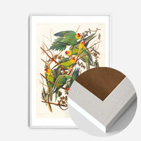 Carolina Parrot Vintage Bird Print