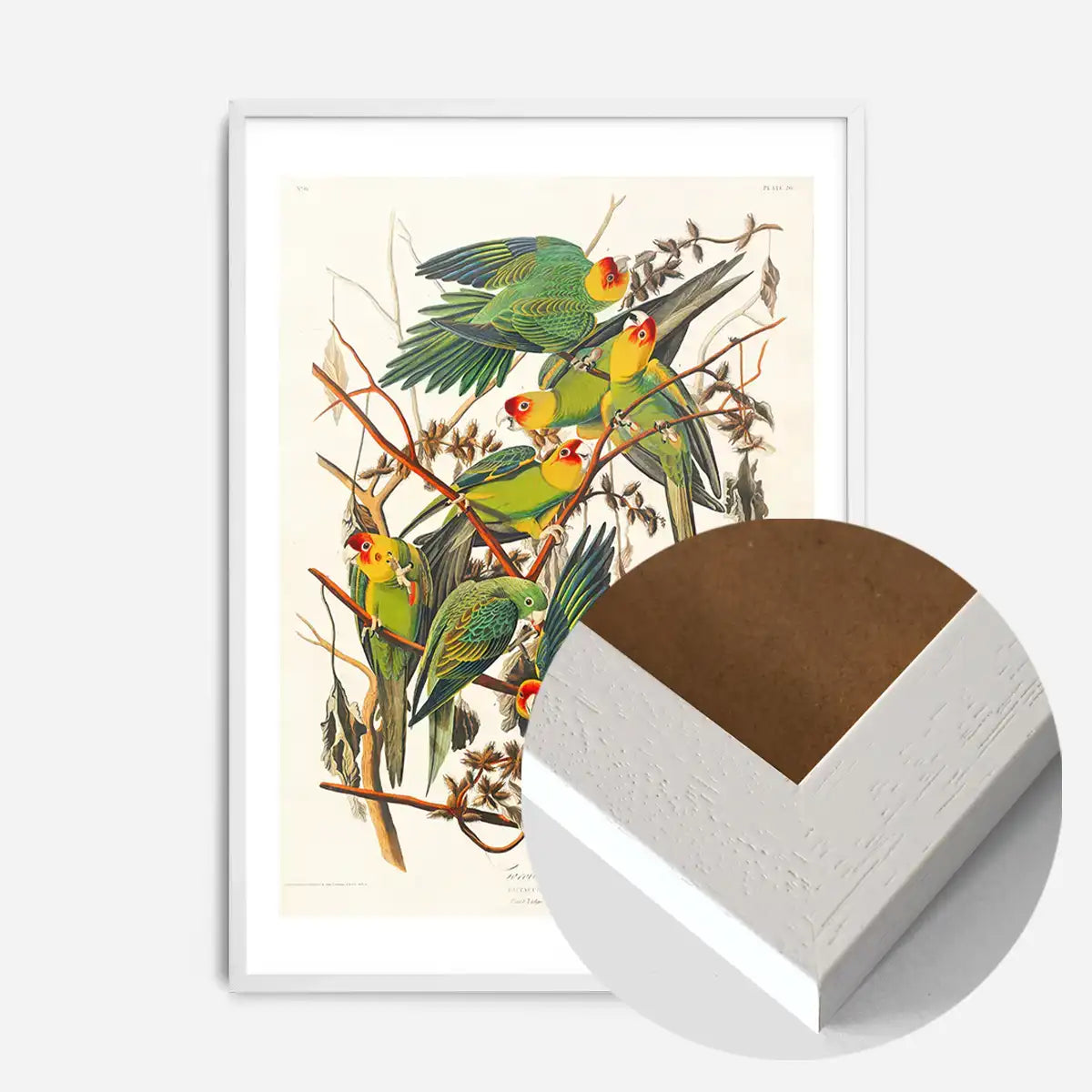 Carolina Parrot Vintage Bird Print