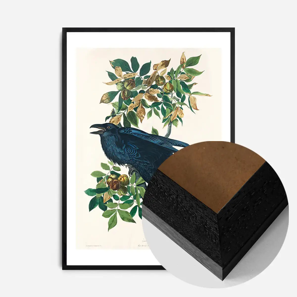 Raven Vintage Bird Print