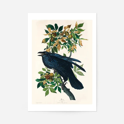 Raven Vintage Bird Print